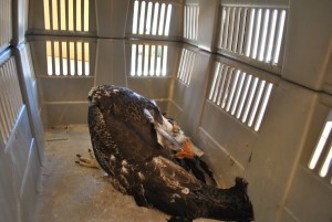 Se trata de un juvenil de águila mora con el ala herida por al menos un perdigón
