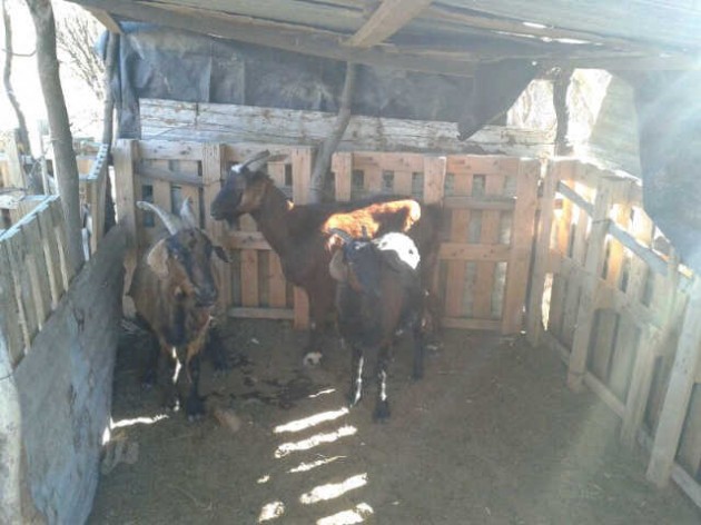 Alrededor de 30 cabras se encontraban sobre la Ruta N° 147