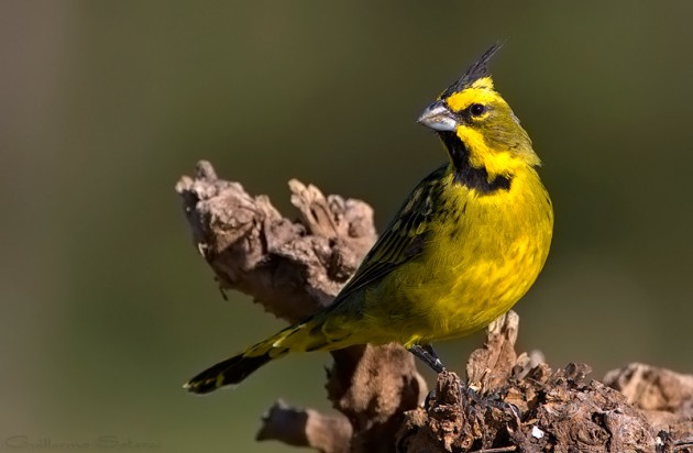El ave ha sido categorizada a nivel nacional como en peligro de extinción 