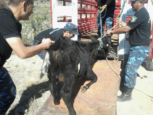 La Policía Caminera  informó sobre la captura de un ternero. 