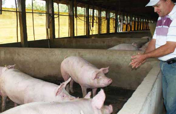Los productores porcinos también tendrán su lugar en la 1° Feria Agroindustrial “Alimenta San Luis”
