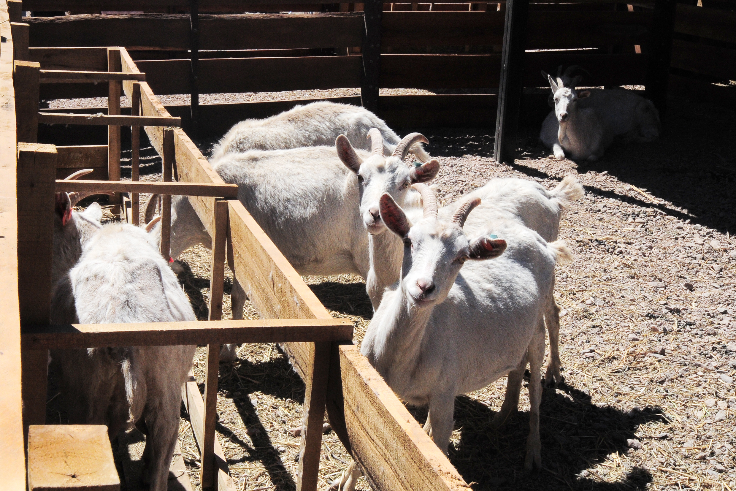 La primera etapa del módulo comprende la creación de 4 núcleos genéticos de distintas razas de cabras