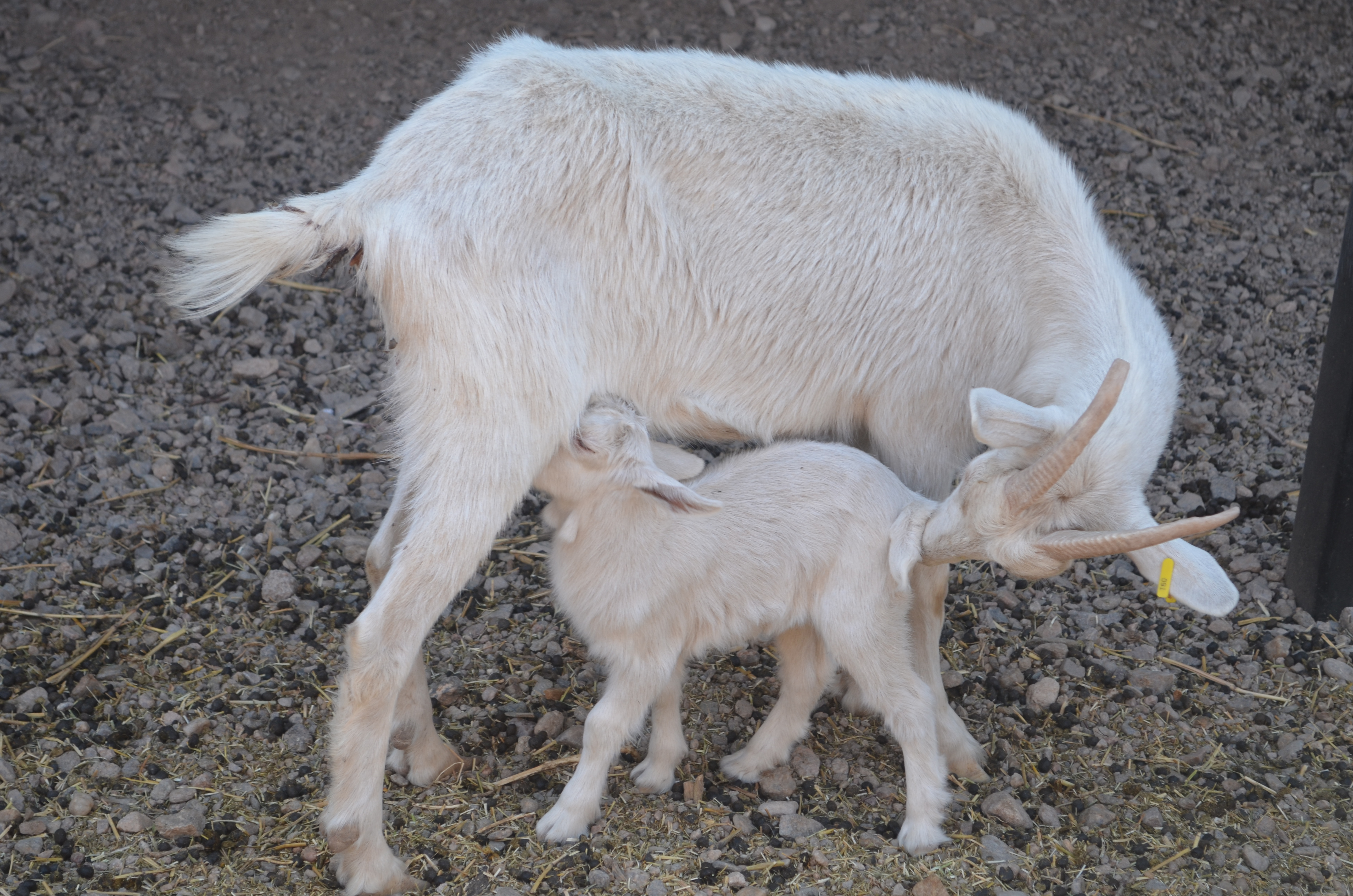 La primera cabra nacida en Sol Puntano mientras se alimenta