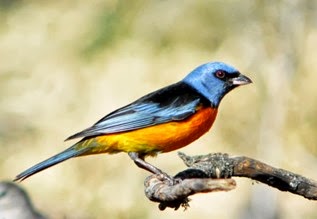 El pequeño Naranjero, con su característico plumaje multicolor, llevará de ahora en más el galardón de ser el ave más popular de la ciudad de las sierras