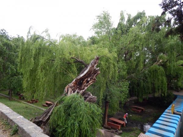 Ramas, postes y carteles caídos es el saldo que dejó la tormenta 