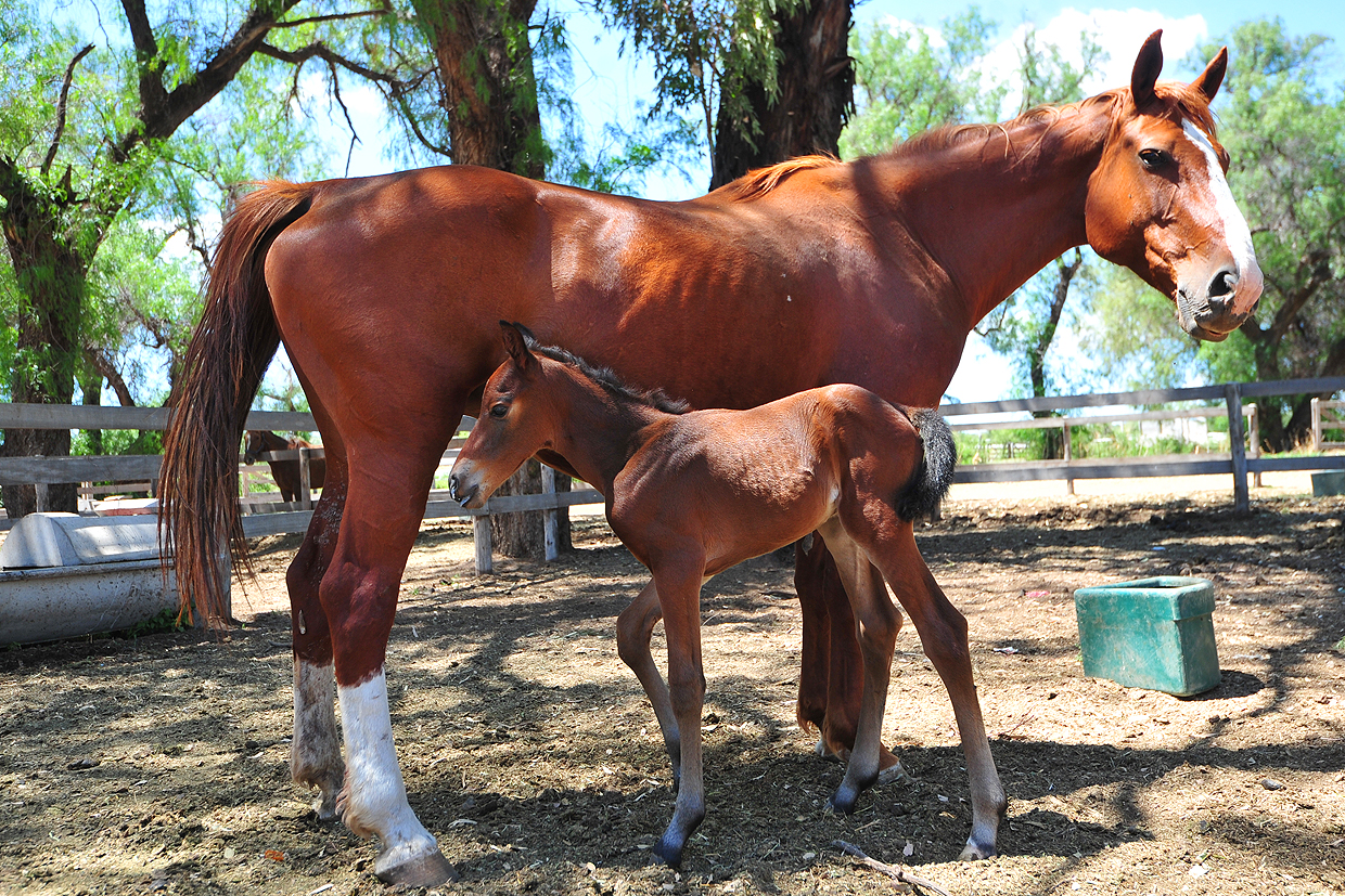 Cinco nuevos nacimientos en el haras del Gobierno