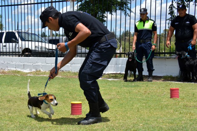 La División Canes Detectores de Estupefacientes, conformada por 13 perros entrenados 