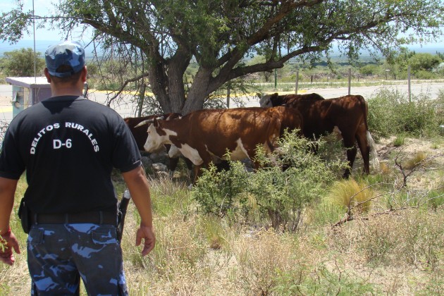 Policía caminera recupera  animales robados.