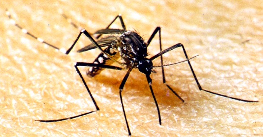 El mosquito aedes aegypti, el principal transmisor del dengue