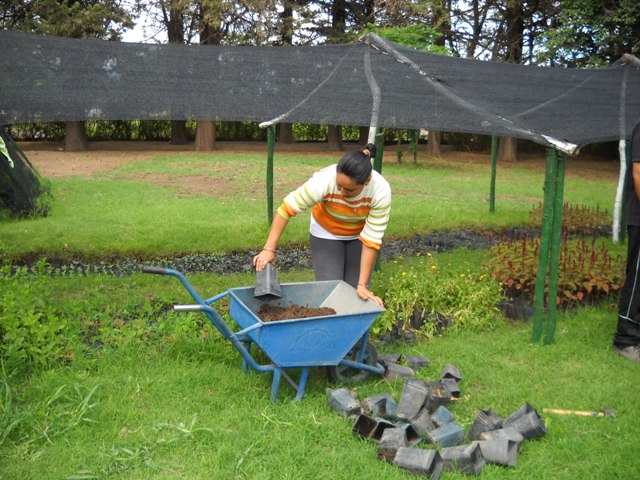 Avanza la producción en los viveros de Inclusión