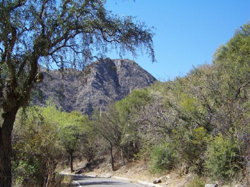 Firmarán Convenios de Proyectos de Bosque Nativo