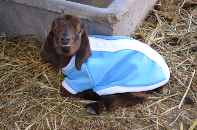 Bufalita, la mascota de San Luis