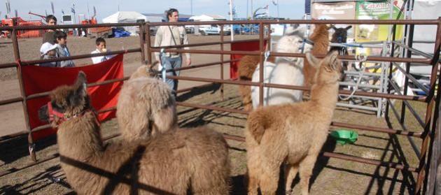 El gran campeón macho fue el ejemplar de la Cabaña Lama Malal de San Luis. Foto Infocampo
