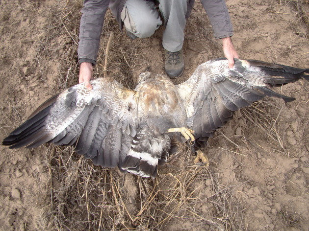 El águila fue asesinada con un arma de fuego, se estima que los malvivientes se llevaron los anillos de emisión satelital de souvenir.