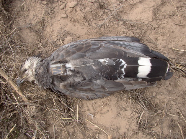 Sólo hay mil ejemplares en el mundo. San Luis es parte del Plan Estratégico Nacional de Conservación del Águila Coronada.