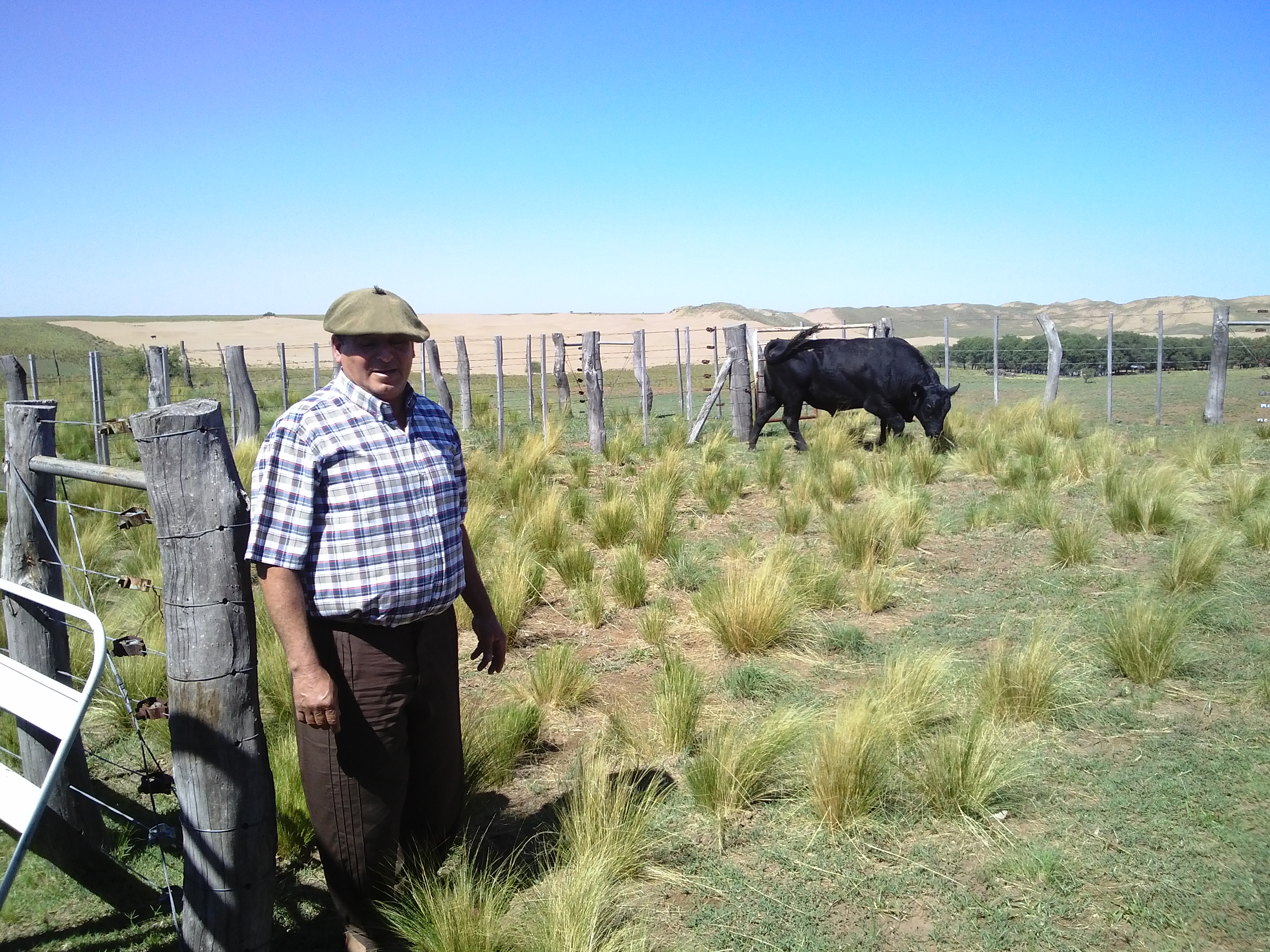 El Ministerio del Campo repuso otro toro a un productor