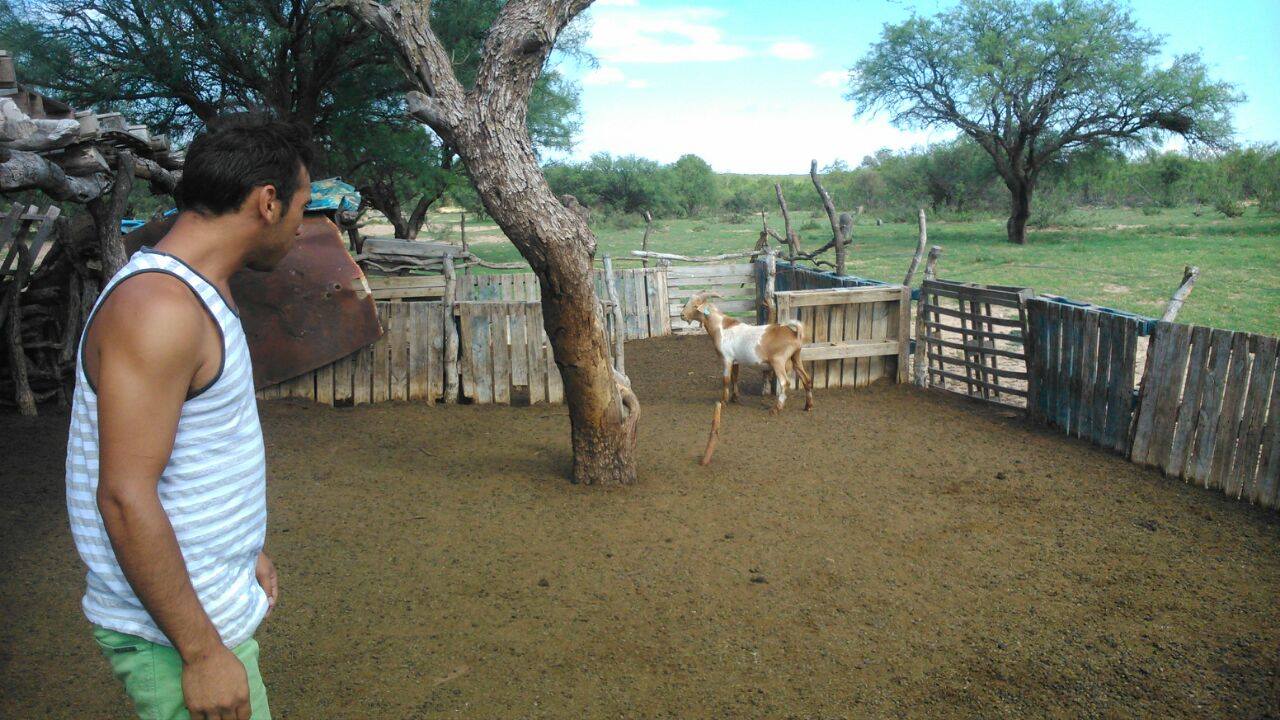 El Ministerio del Campo repuso cabras a dos productores