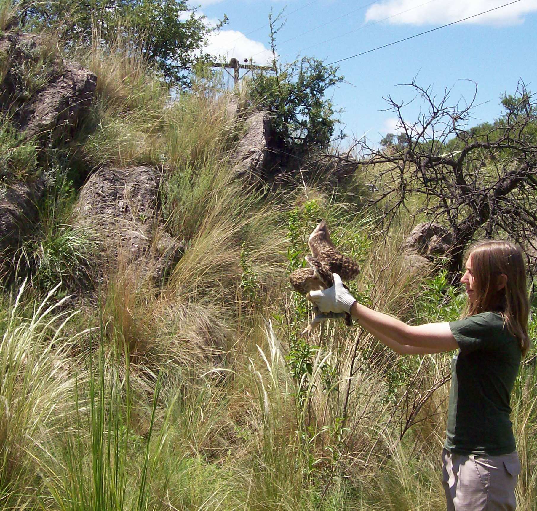 Liberaron lechuzas rehabilitadas en el Centro de Conservación