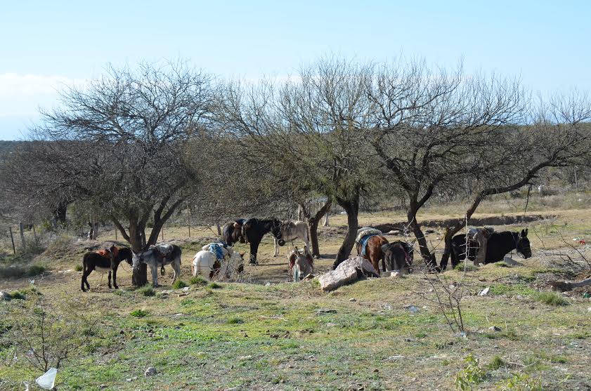 Declaran alerta sanitaria equina en la provincia