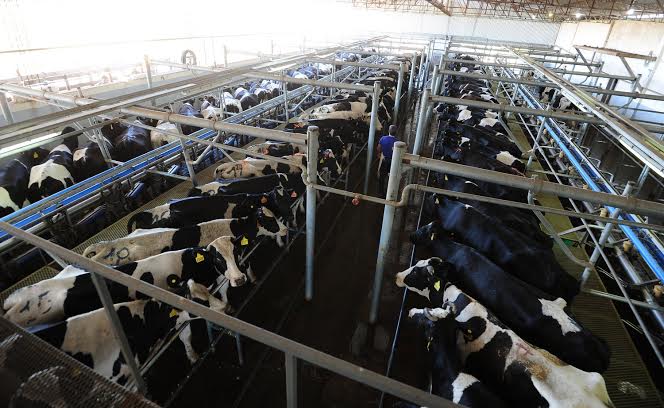 En San Luis se producen 100 mil litros diarios de leche