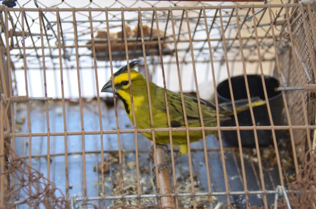 El animal fue trasladado al Centro de Conservación de Vida Silvestre ubicado en La Florida.