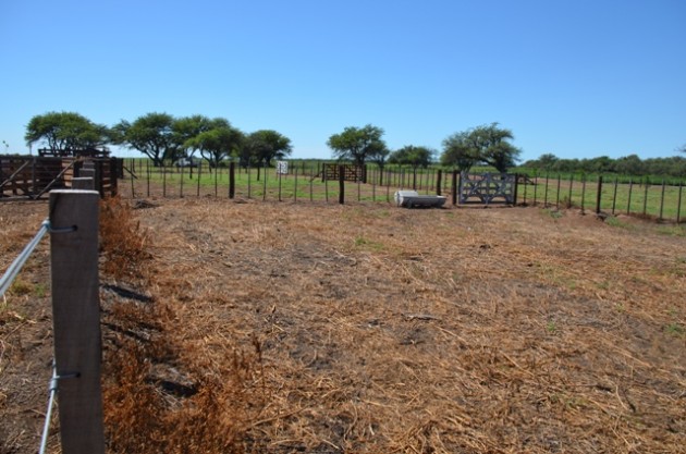 El establecimiento posee 1.500 hectáreas de campo, de las cuales 1.200 son productivas.