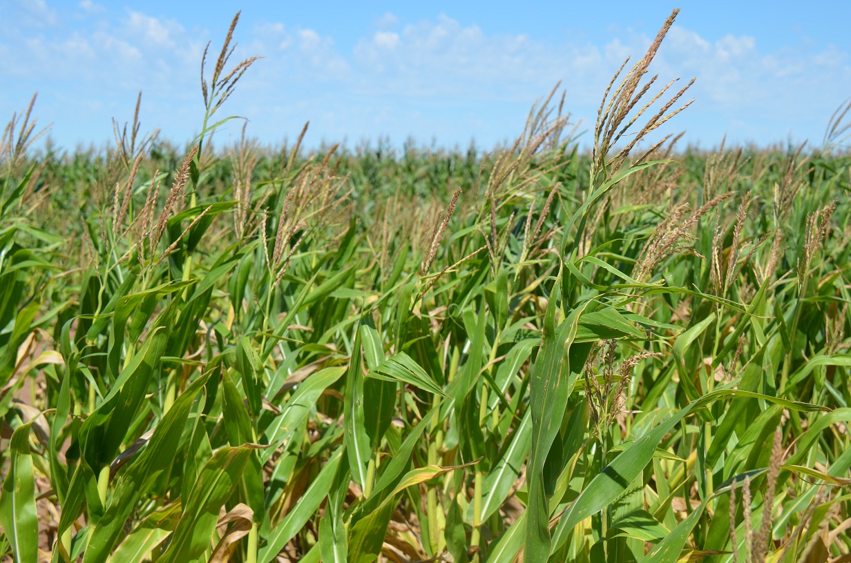 El Precio San Luis actualizó sus valores de cereales y oleaginosas