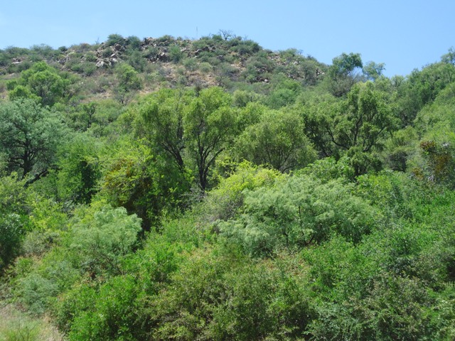 San Luis cuida sus bosques nativos para las futuras generaciones