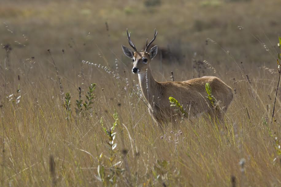 Apaguemos la luz, iluminemos al venado