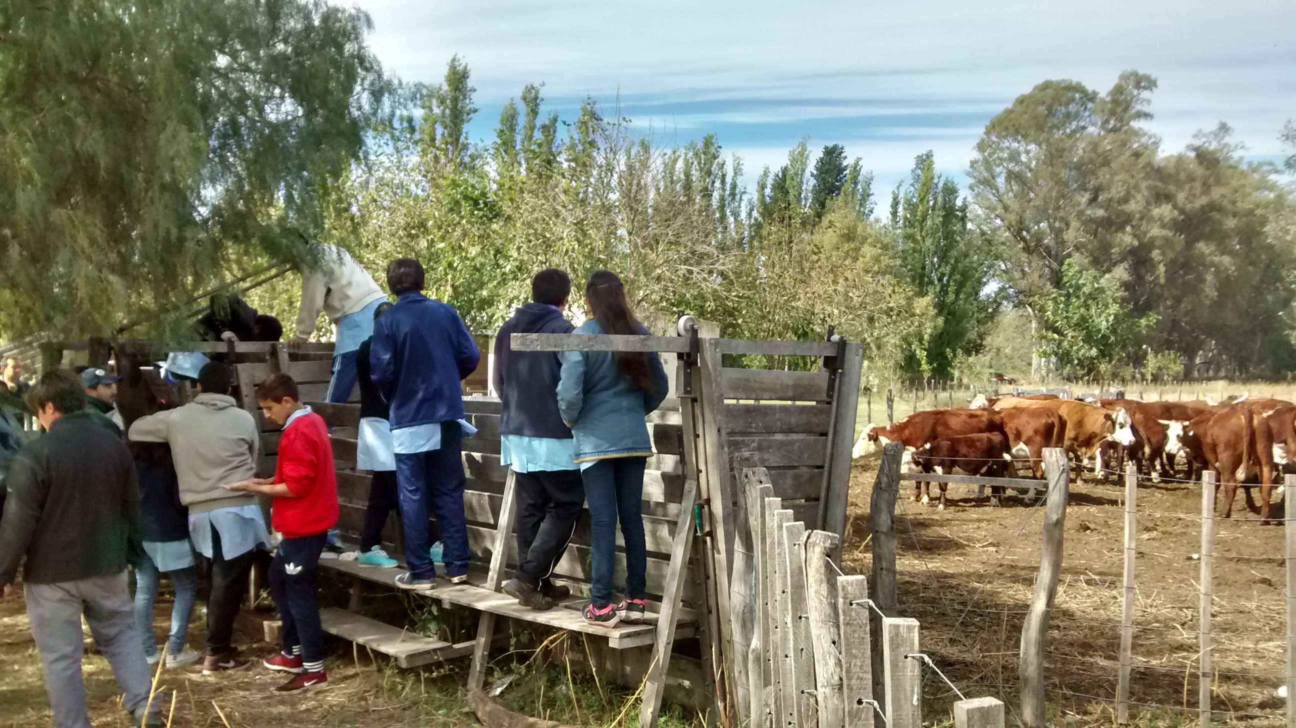 Comenzaron los trabajos sanitarios sobre los animales de la escuela agrotécnica de Quines