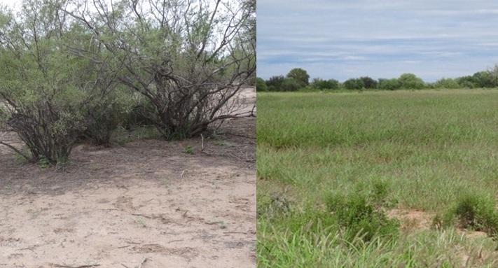 Pasturas para mi Provincia: una iniciativa que apunta a recuperar los suelos degradados de San Luis