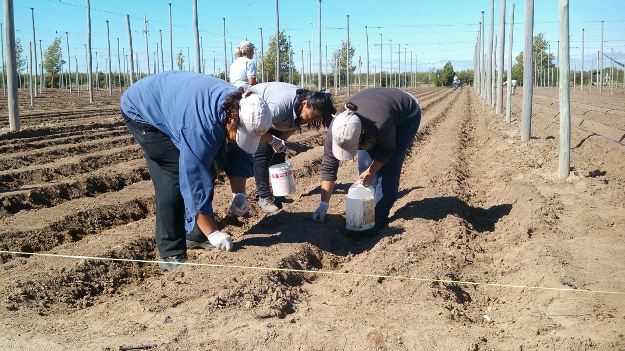 Comenzaron las tareas de siembra en “Sol Puntano”