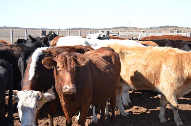 Capacitarán a veterinarios en brucelosis y tuberculosis bovina