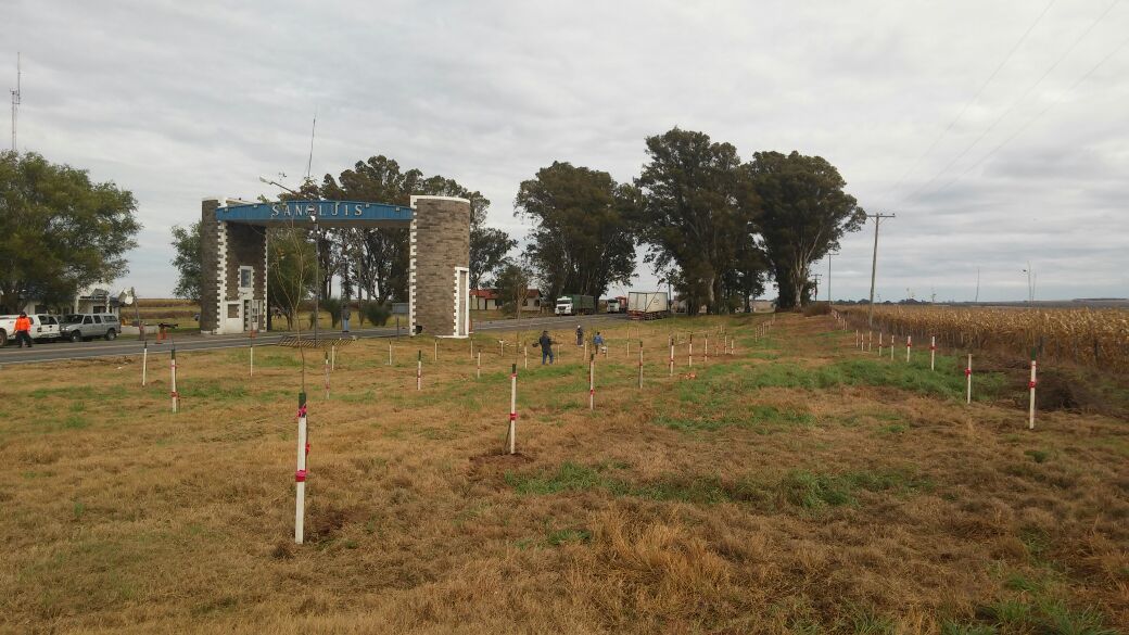 Forestaron con 160 árboles el acceso a San Luis por Vizcacheras