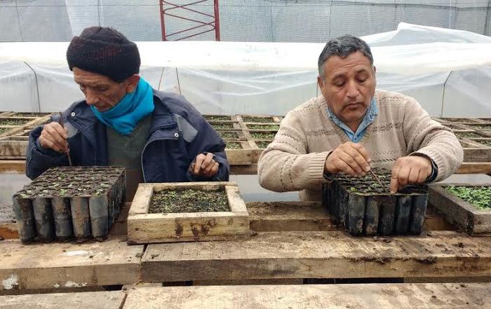 Comenzó la segunda etapa del Proyecto Paulownia en San Luis