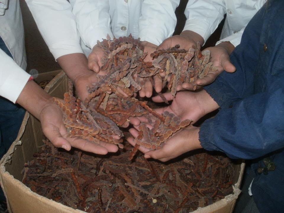 La conciencia ambiental de Huella Verde llega a las escuelas