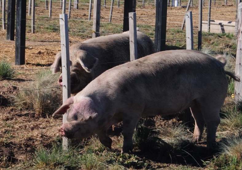 Acciones para asegurar la sanidad animal en la provincia