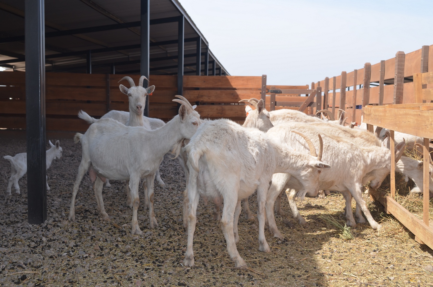 Explicarán las políticas agropecuarias a los productores rurales