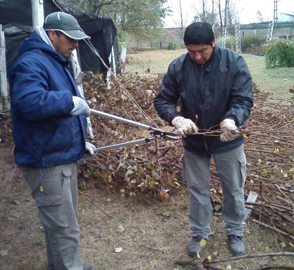 Comenzó la producción de estacas para forestar la Cuenca del Morro