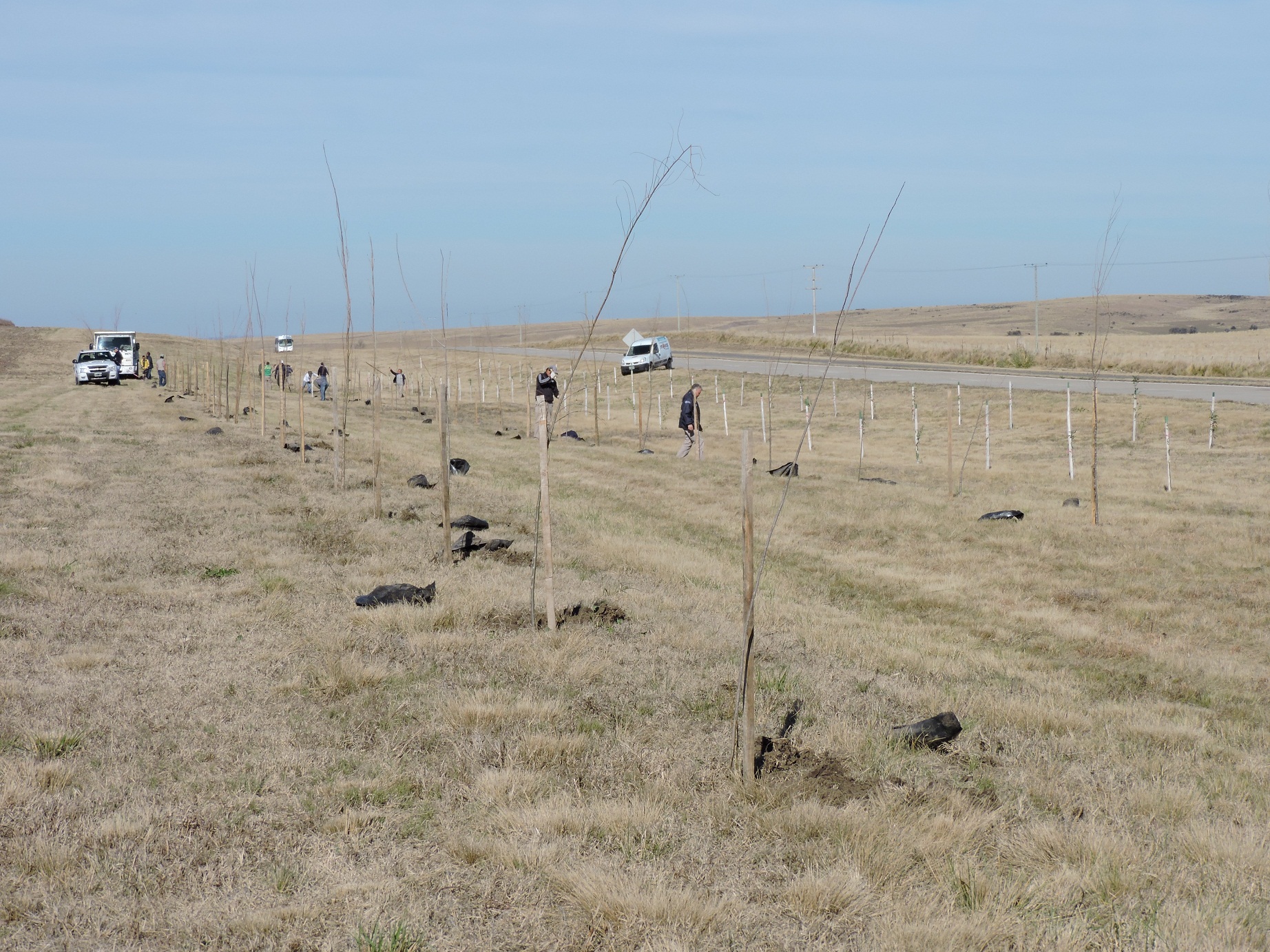 Continúa la forestación en las rutas provinciales de la Cuenca del Morro