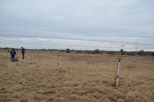 Las cortaderas que se produzcan serán destinadas a la forestación de la Cuenca del Morro. 