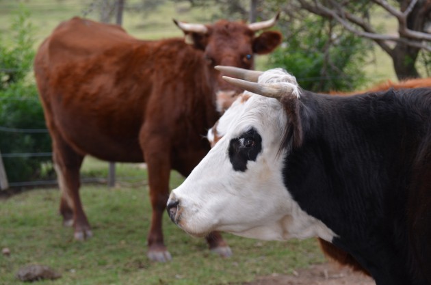 Informan a productores sobre las nuevas medidas en materia de sanidad bovina