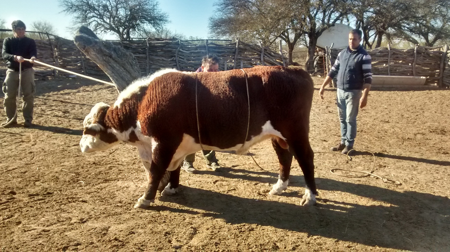 Plan Toros: continúan las tomas de muestras en el departamento Pueyrredón