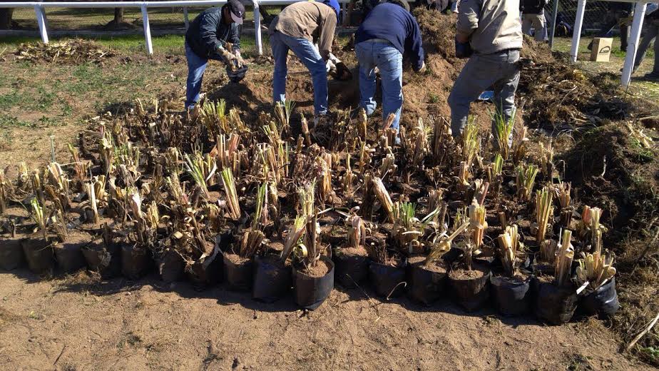 Producción de cortaderas: continúan los trabajos a la vera del Dique Chico