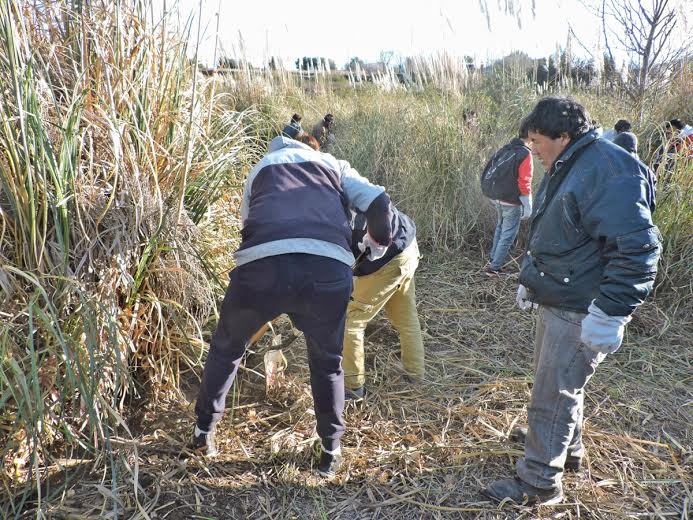 Continúa la producción de cortaderas para la forestación de la Cuenca del Morro