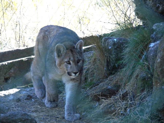 Rescataron un puma de un domicilio en Nueva Galia