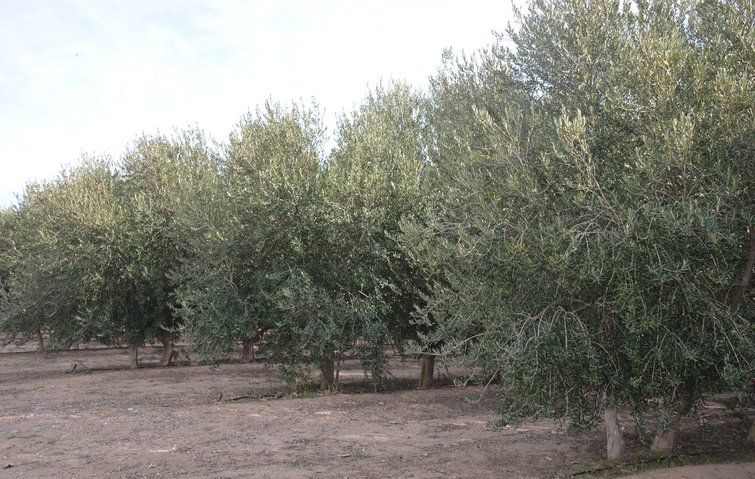 Poda de olivos: una nueva capacitación para los productores