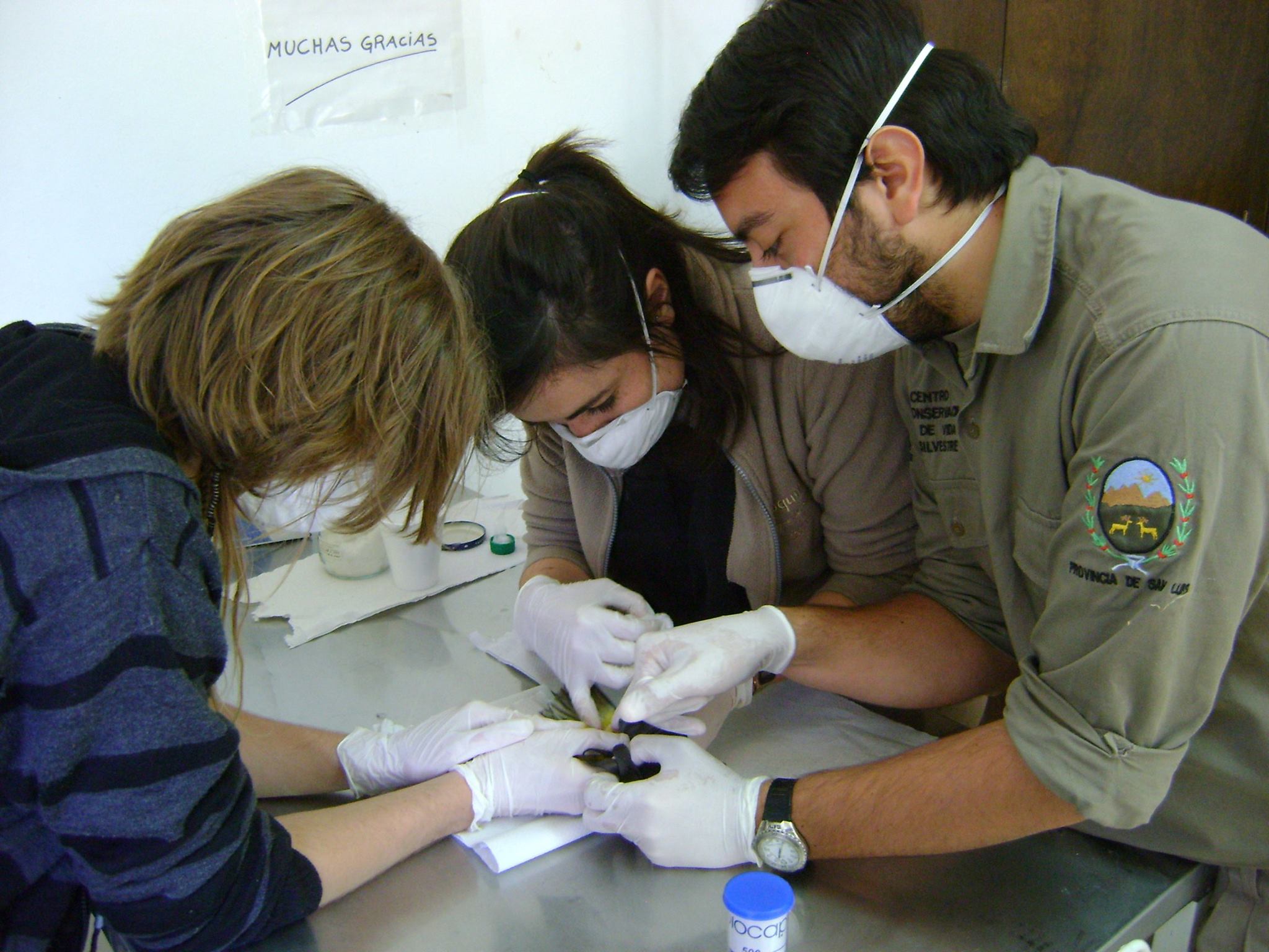 Dos estudiantes francesas eligieron San Luis para realizar sus prácticas en Veterinaria