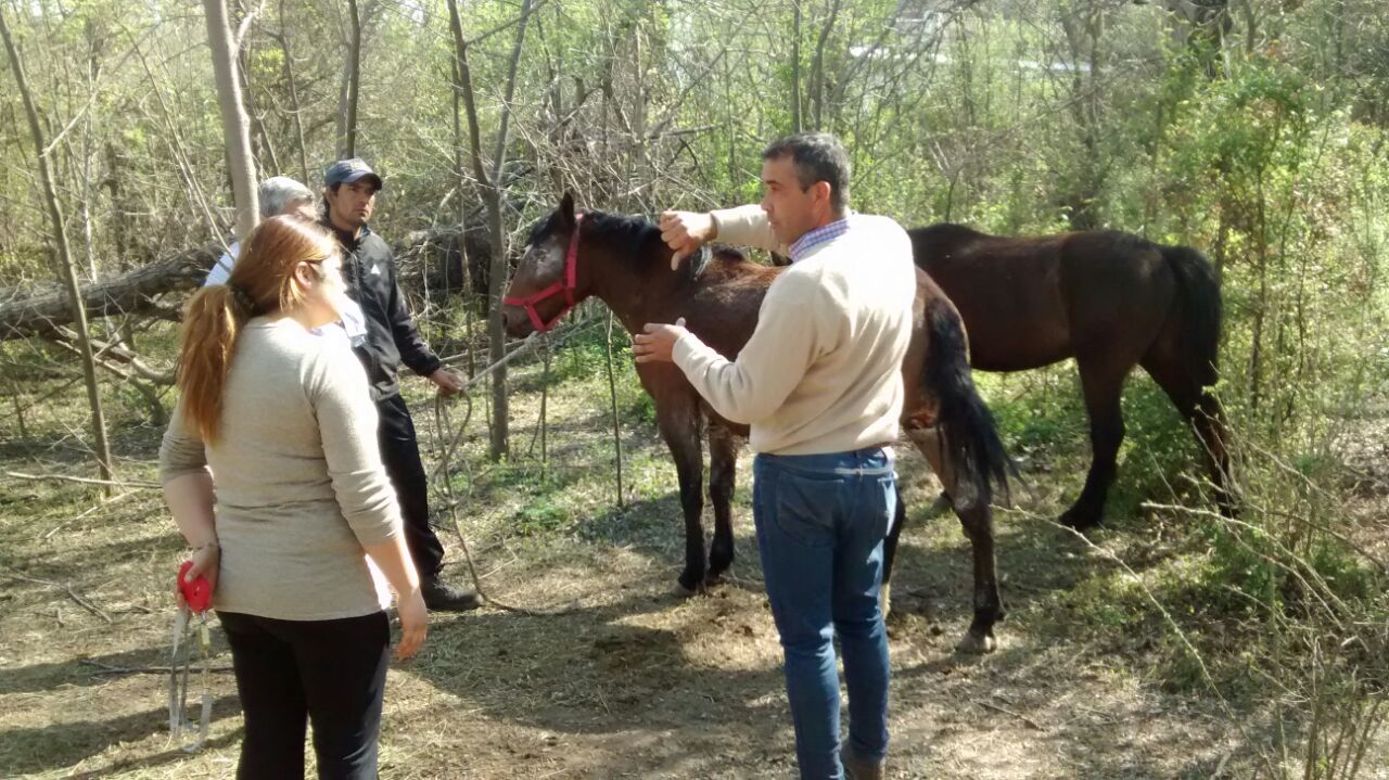 El Gobierno de San Luis asiste a los pequeños productores que presenten animales heridos