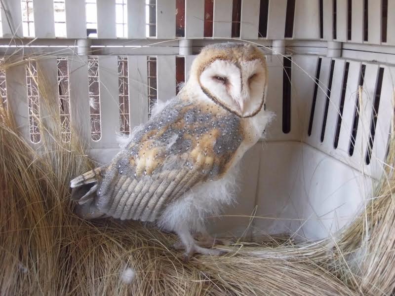 Rescataron una lechuza herida en el Parque de las Naciones